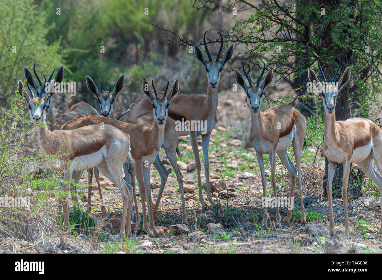 A group of springbok antelope looks very alert on a hunting farm in Namibia, Stock Photo