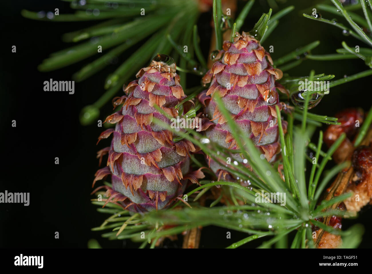 Ovulate cones of larch tree in spring, end of May. Stock Photo