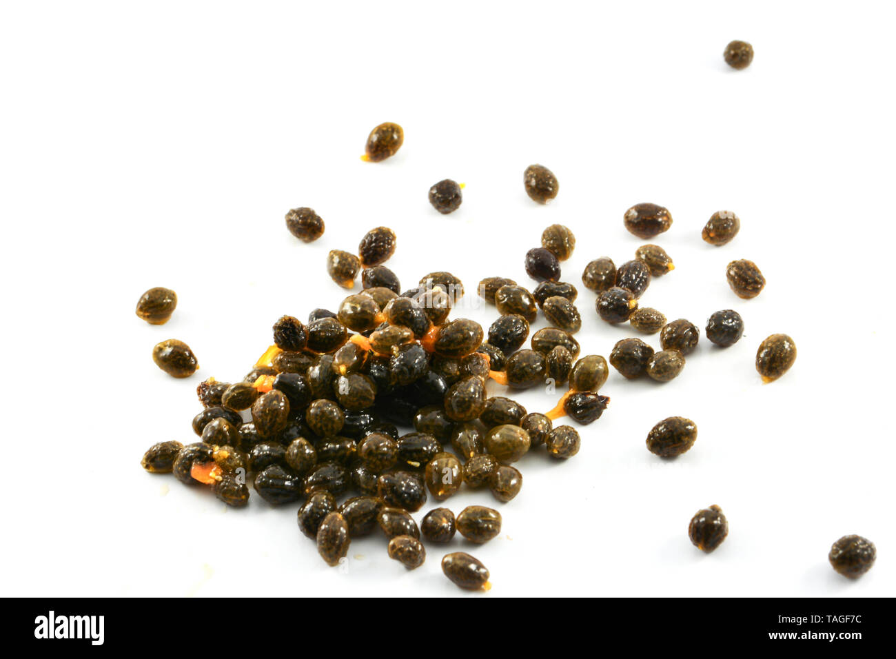 Papaya seed fruit for planting on white background Stock Photo - Alamy
