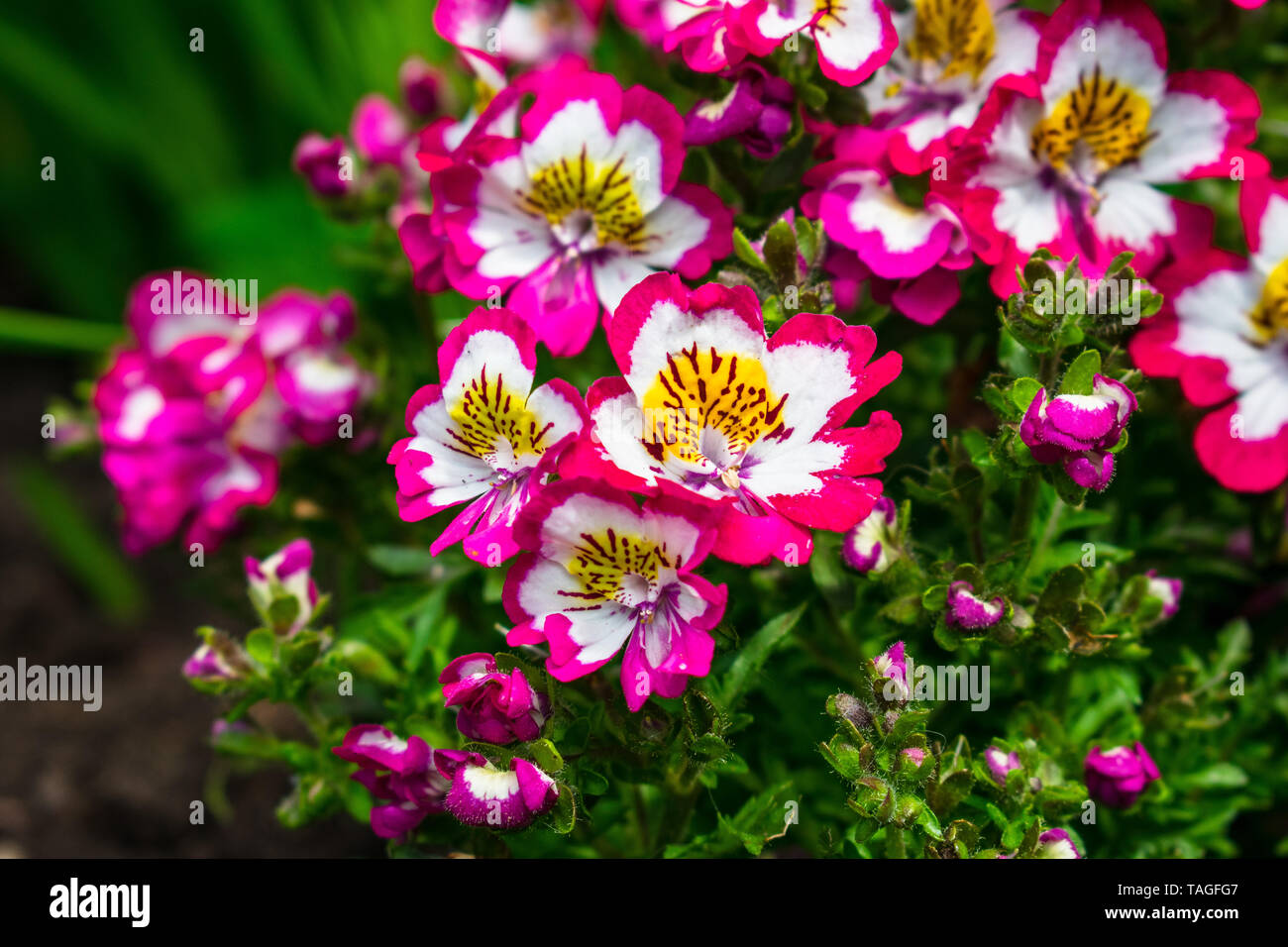 Schizanthus, Bavarian Butterfly plant, vibrant colors Stock Photo