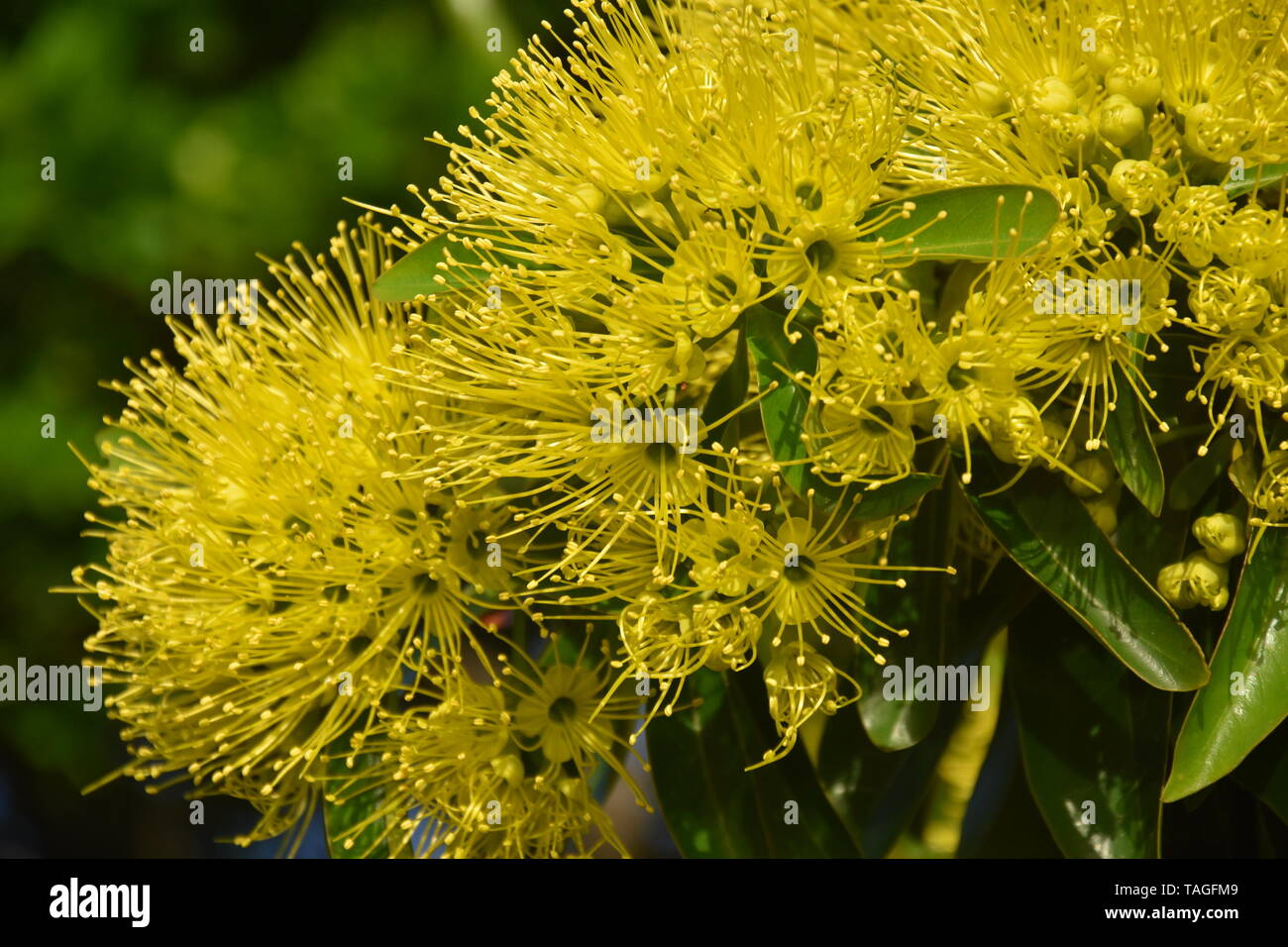 Beautiful fluffy eucalyptus flowers on a close-up branch. Yellow flowers of the gumtree Angophora hispida. Stock Photo