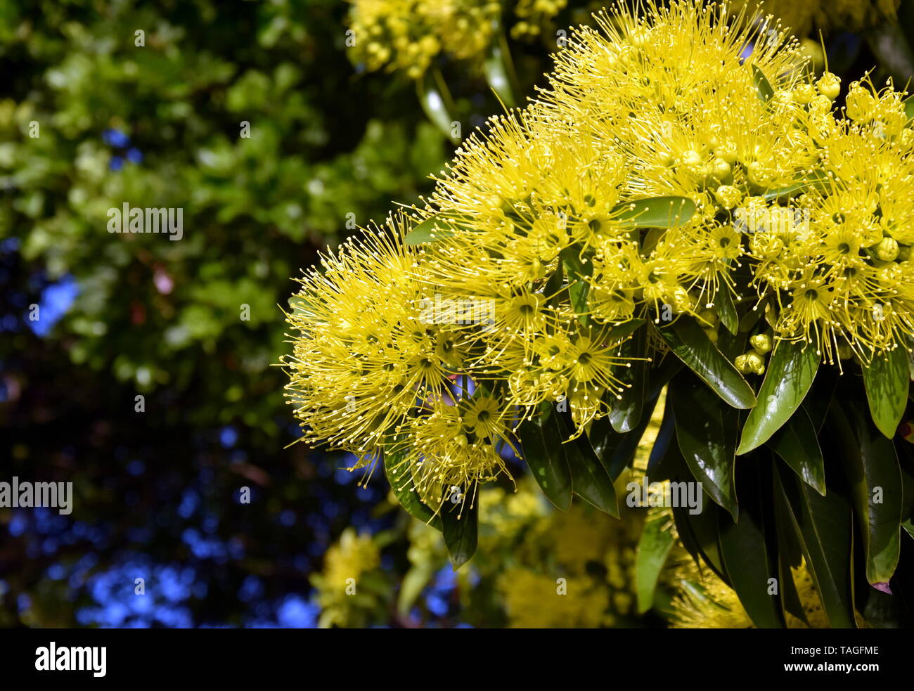 Beautiful fluffy eucalyptus flowers on a closeup branch. Yellow
