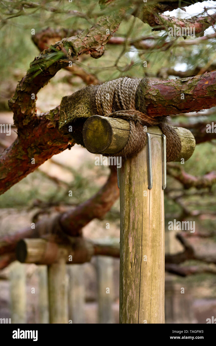 Tree support japan hi-res stock photography and images - Alamy