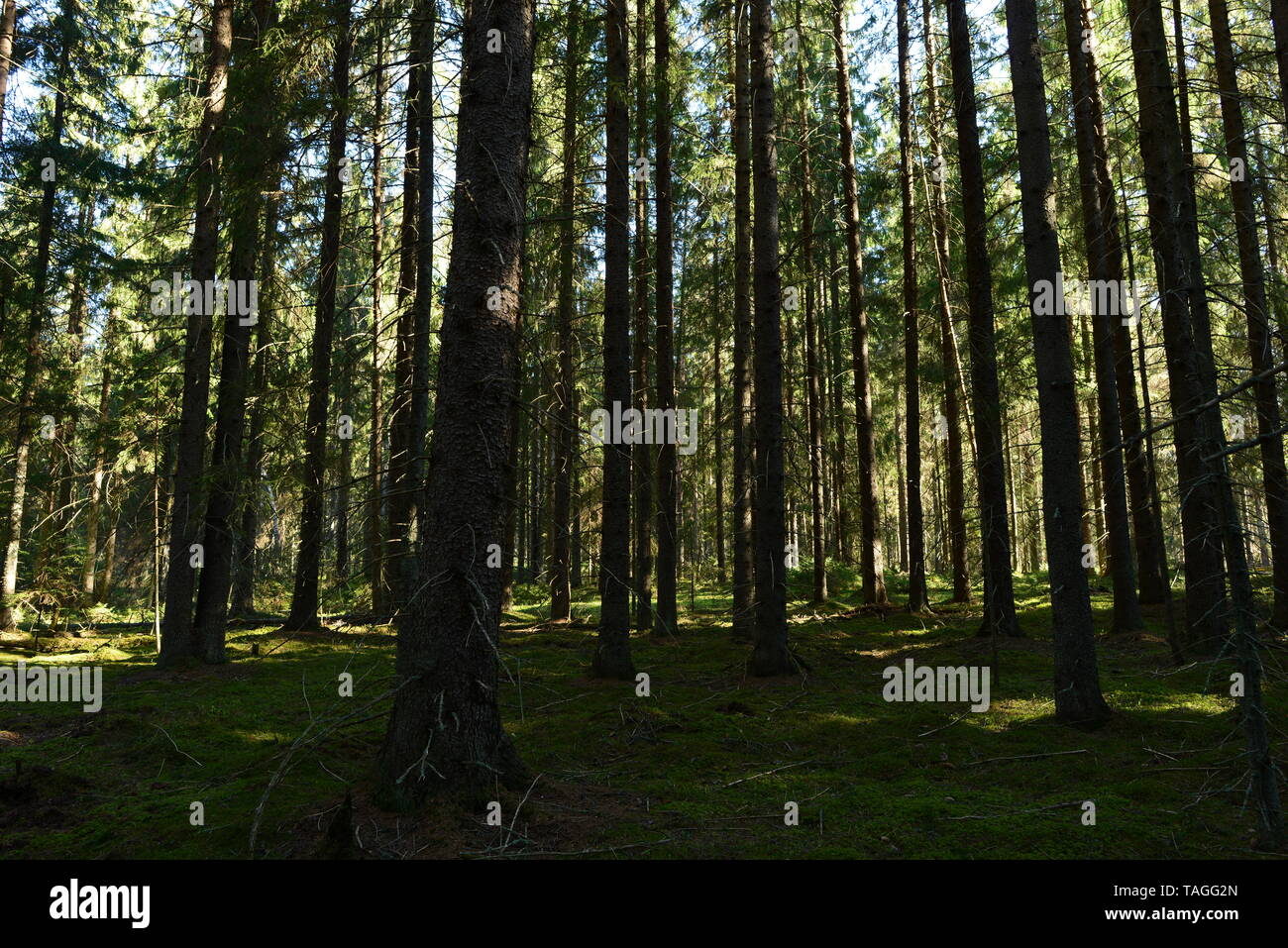 Fir tree roots hires stock photography and images Alamy