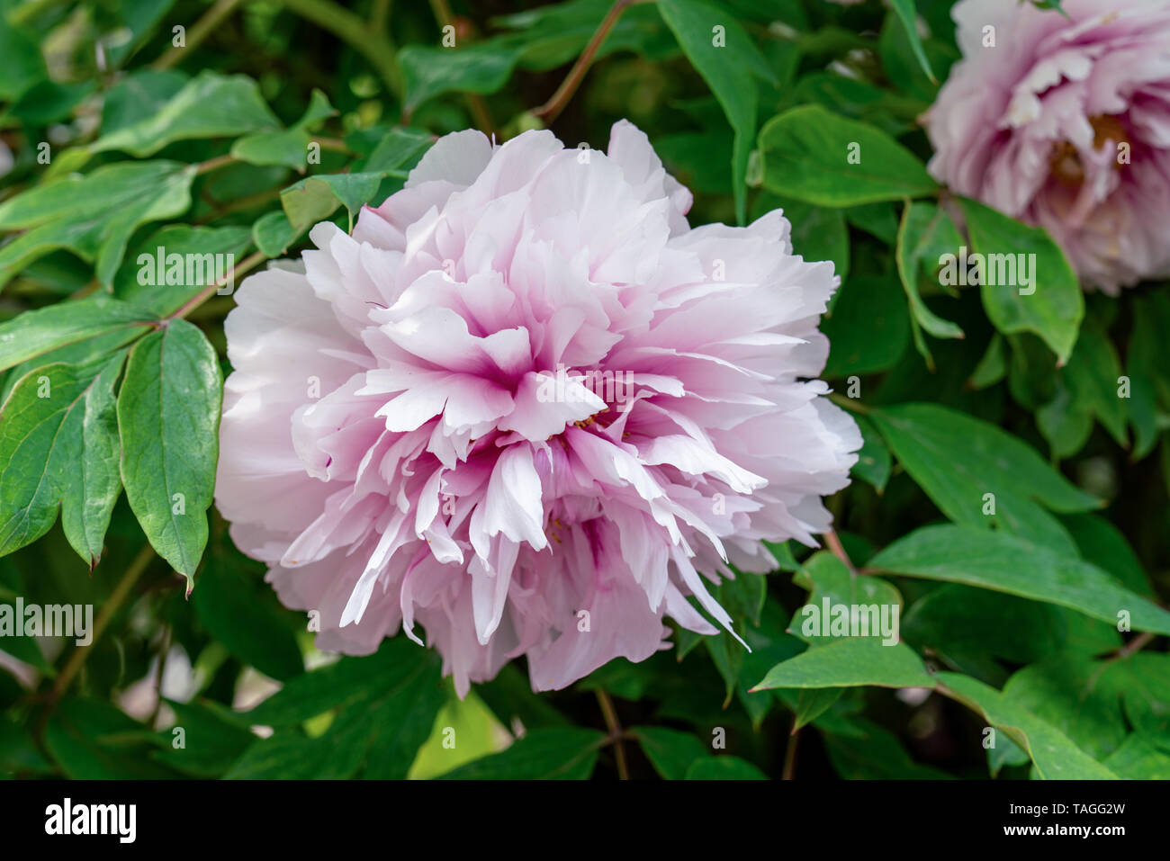 close up of a pink double peony flower (paeonia rockii) Stock Photo
