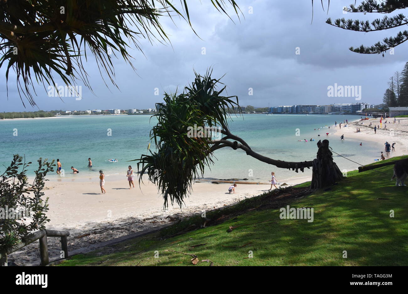 Caloundra, Australia - Apr 21, 2019. Fallen tree in the park. People having fun at Bulcock beach.  View from Happy Valley Park (Sunshine Coast, Queens Stock Photo
