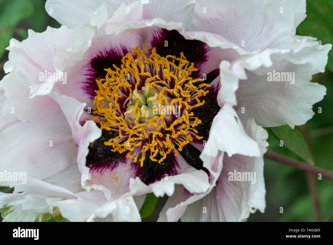 Extreme macro close up of a white peony flower (paeonia rockii) showing many details such as pistils and pollen Stock Photo