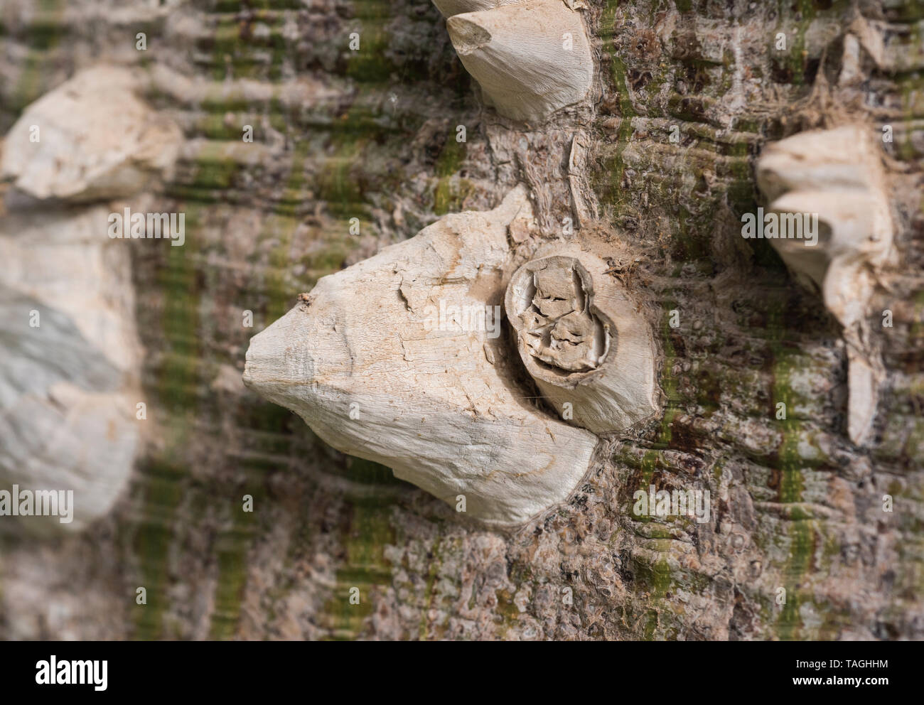 Close Up Abstract Detail Of Large Trunk On Silk Floss Tree Ceiba Speciosa With Spiky Thorns And Bark Stock Photo Alamy Close Up Abstract Detail Of Large Trunk On Silk Floss Tree Ceiba Speciosa With Spiky Thorns And Bark Stock Photo Alamy