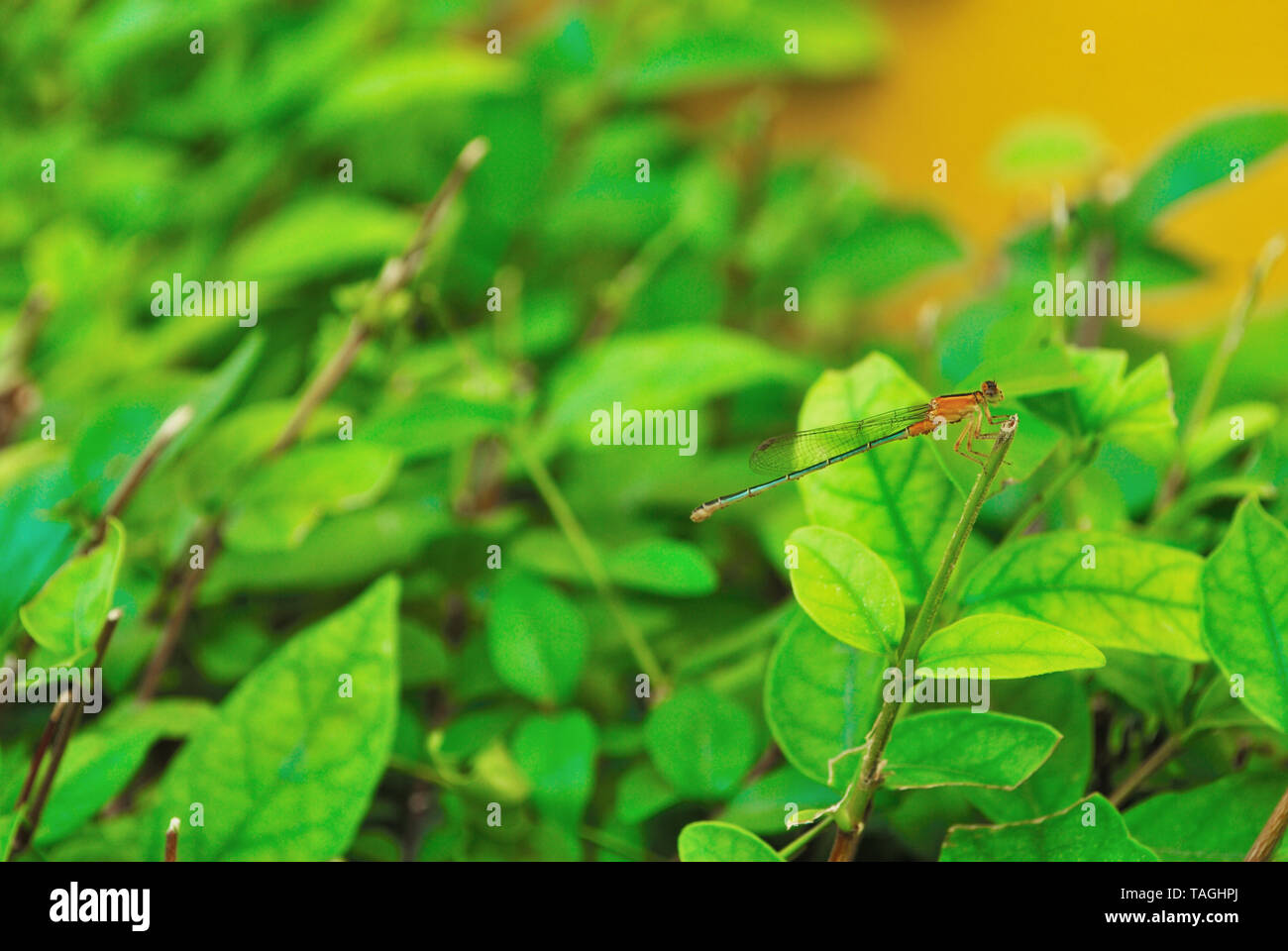 Dragonflies that are sticking to the branches of ornamental plants on