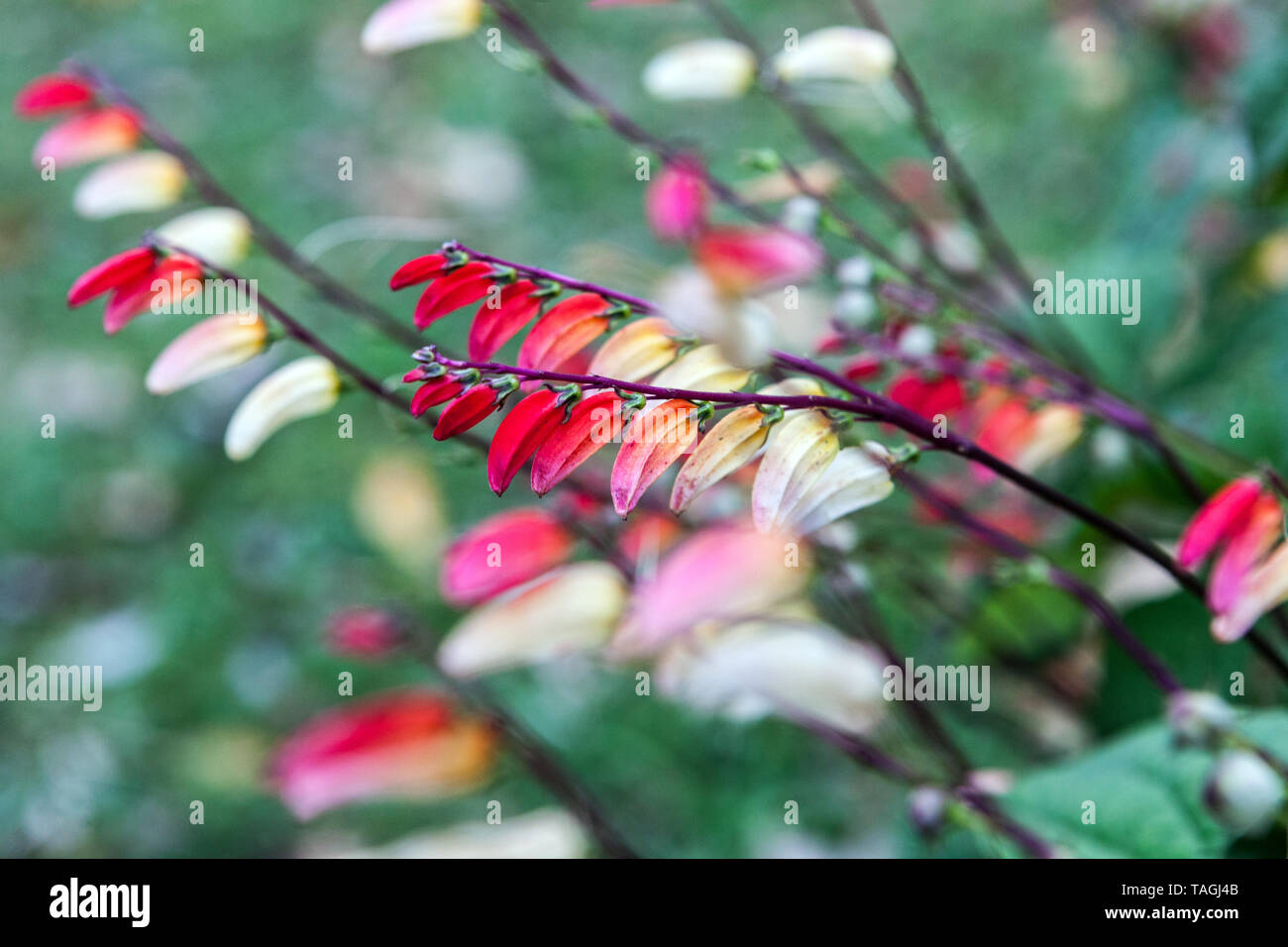 Firecracker Vine Ipomoea lobata plant flowers annual plants Stock Photo