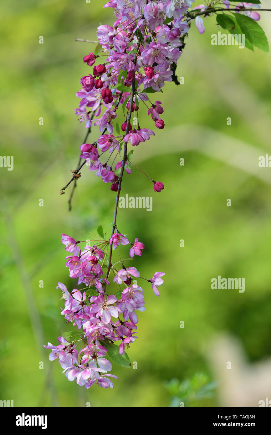 Close up of a branch of pink cherry blossom with a green background ...
