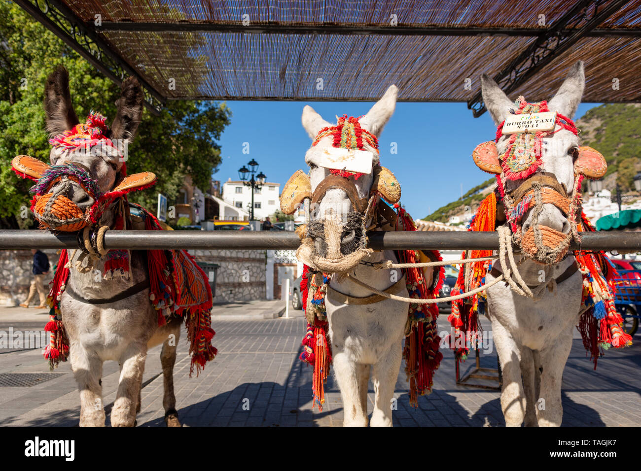 Working donkeys tied up waiting to take tourists on a tour of the picturesque mountain village of Mijas, Andalusia region, Spain Stock Photo