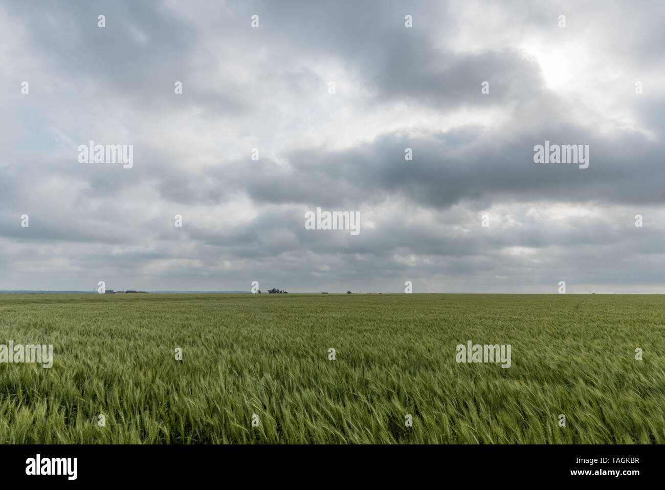 Beautiful wheat field vista in Western Oklahoma in springtime Stock Photo