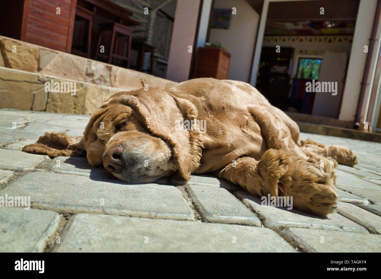 The dog lies resting. Breed Cocker Spaniel, golden color Stock Photo ...