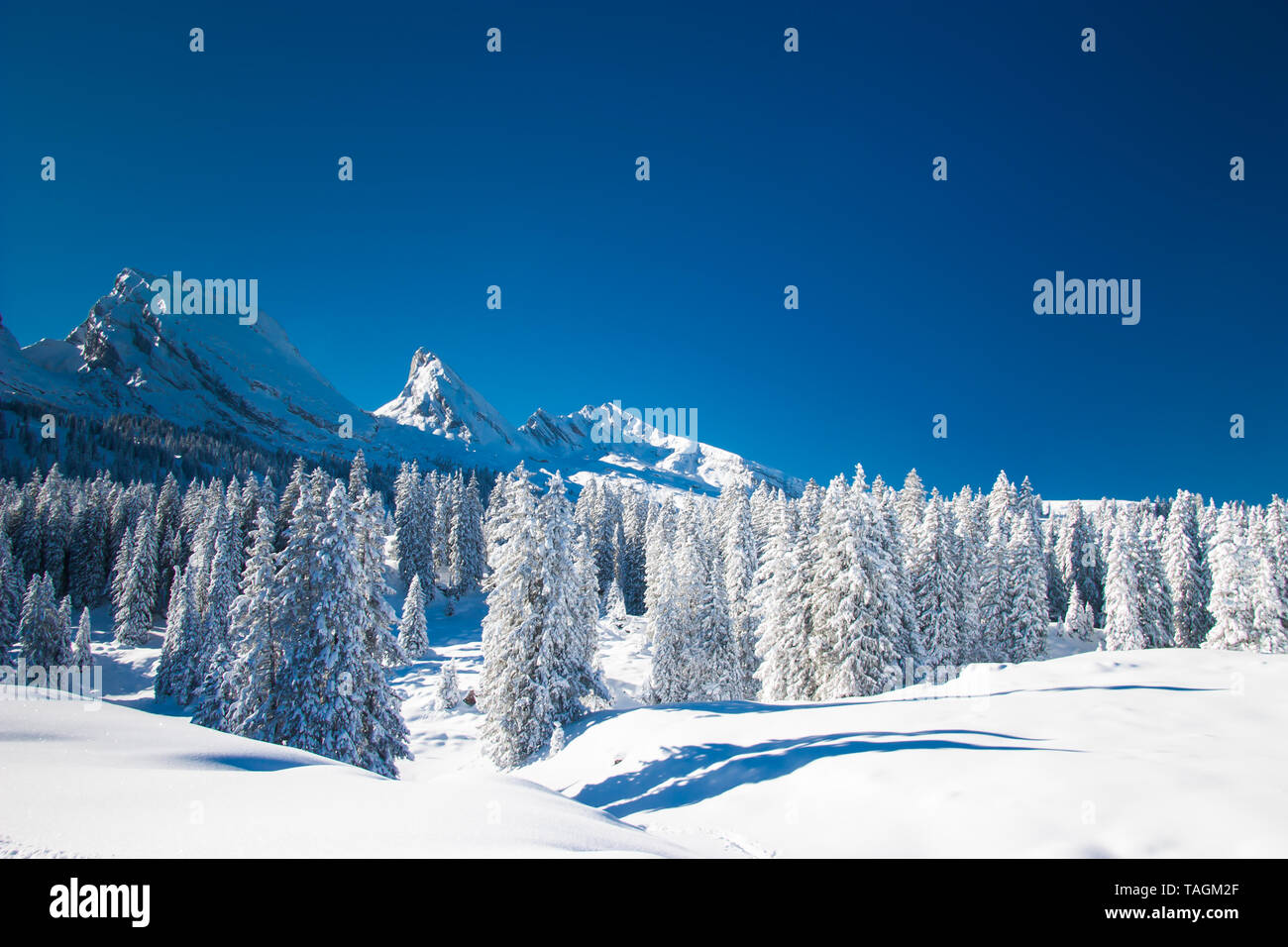 Fir trees covered in heavy frost hi-res stock photography and images ...