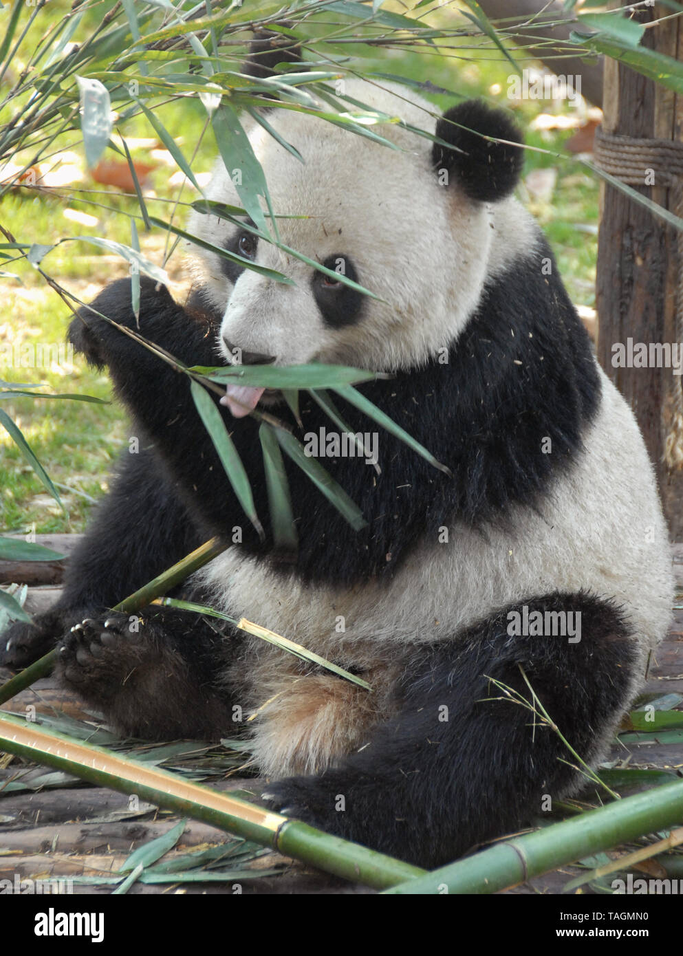 Logo panda hi-res stock photography and images - Page 8 - Alamy