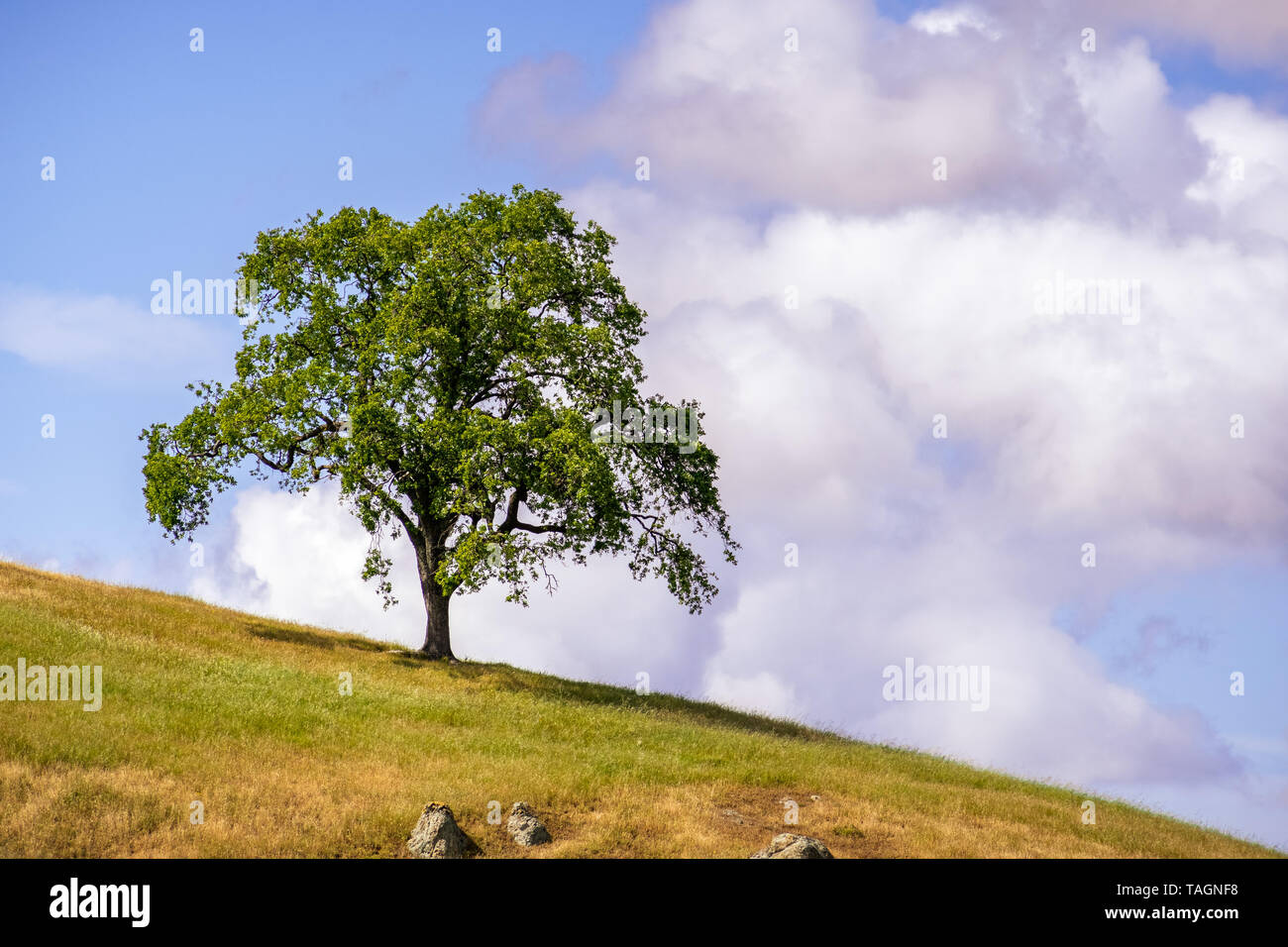 Live oak tree (Quercus agrifolia) up on a hill; cloudy sky background; South San Francisco bay