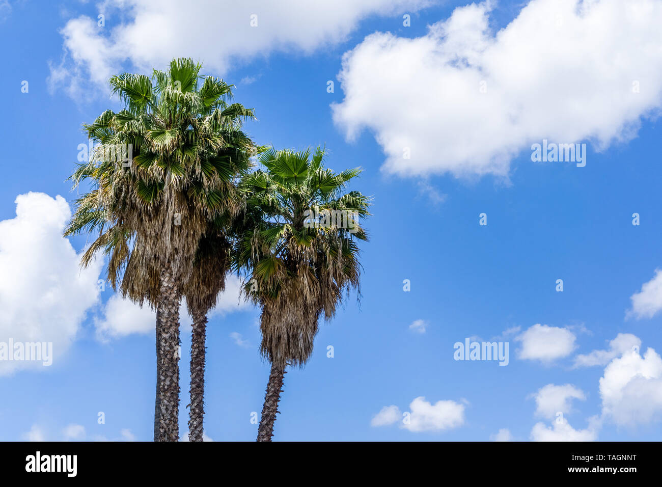 Palm trees on a blue sky and white clouds background, California Stock ...