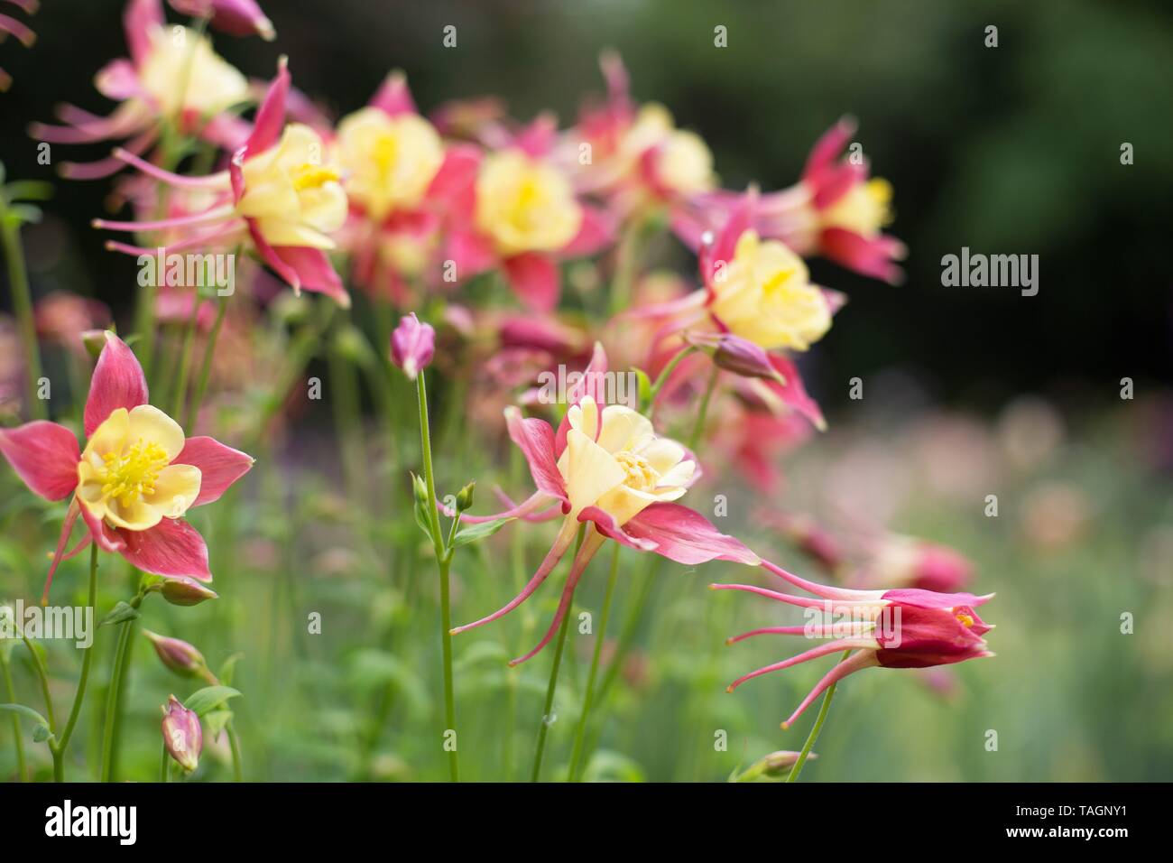 Yellow flowers columbine hires stock photography and images Alamy