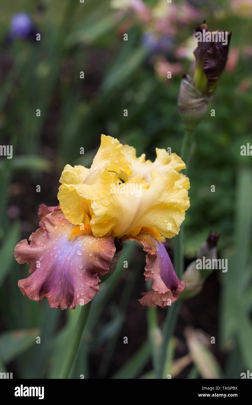 Iris "High Chaparral" at Schreiner's Iris Gardens in Salem, Oregon, USA. Stock Photo