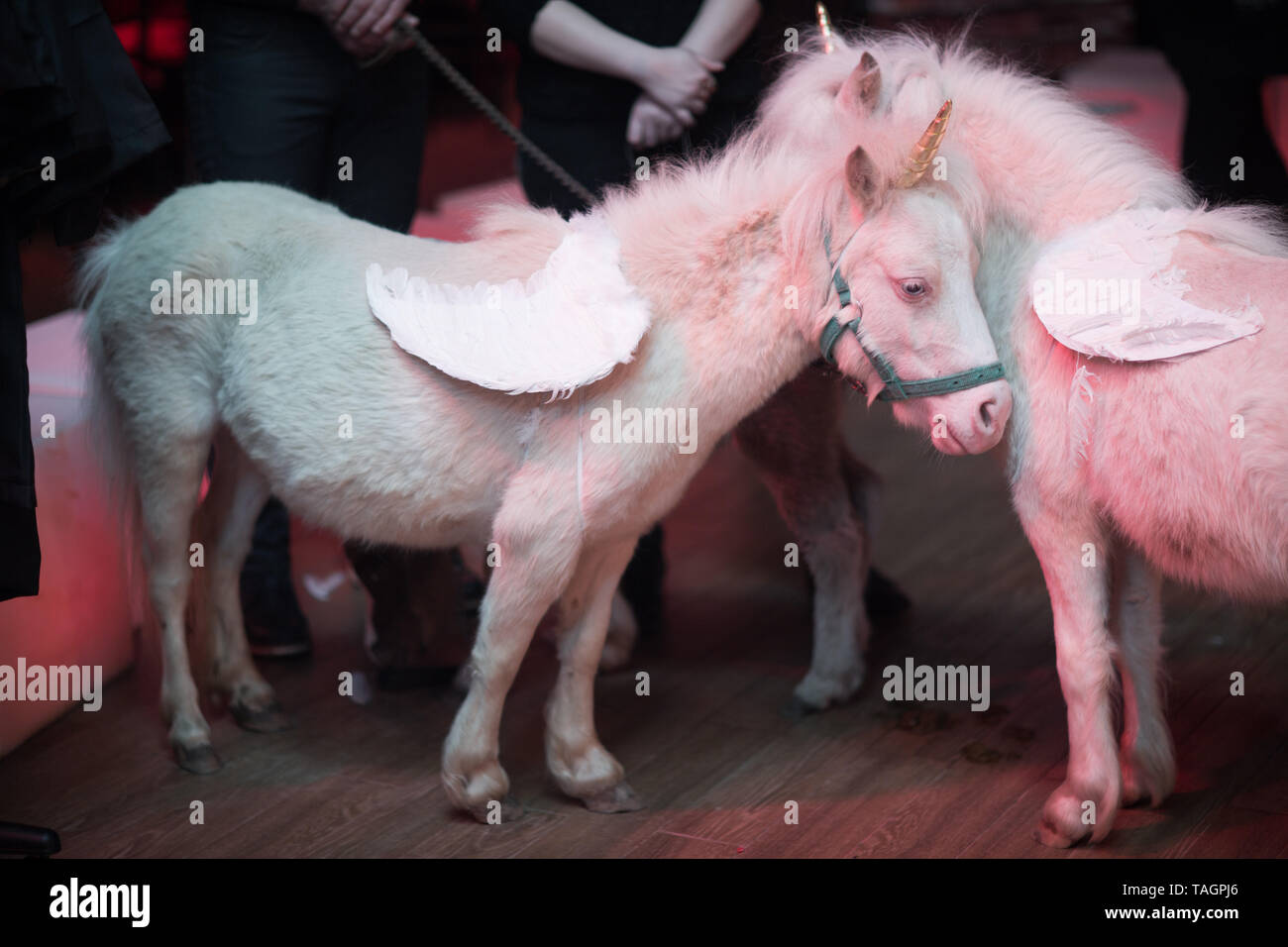 White pony as unicorn pink Stock Photo