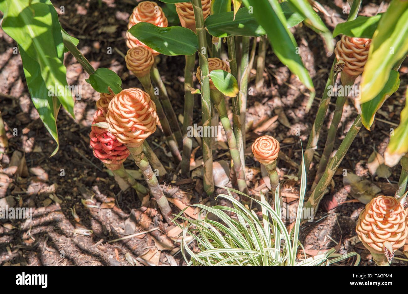 Unique tropical beehive ginger plant growing on a sunny day in Darwin