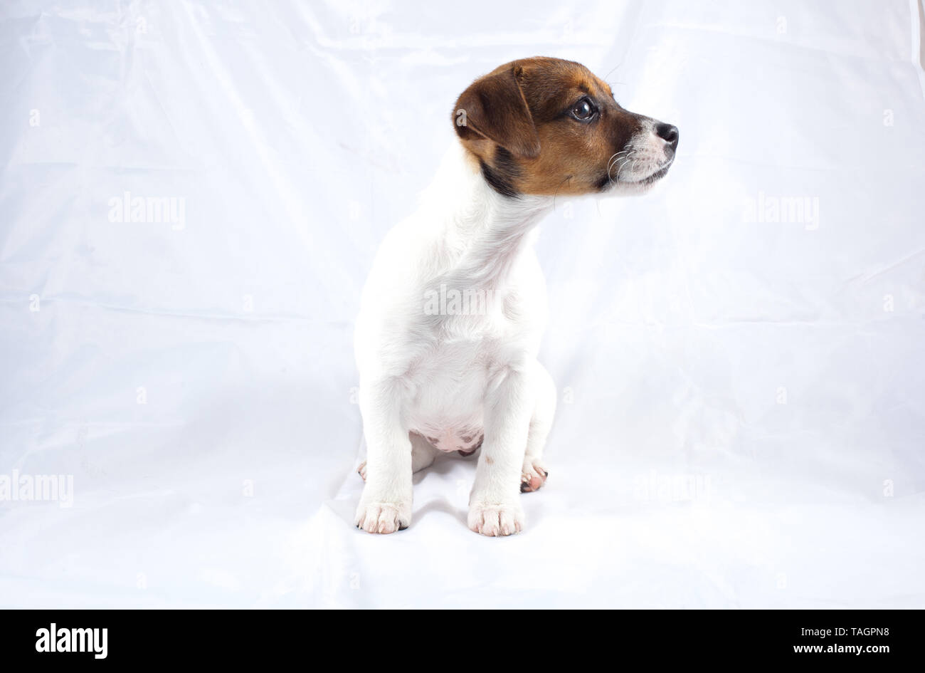 Jack Russell puppy without collar on blank background Stock Photo Alamy