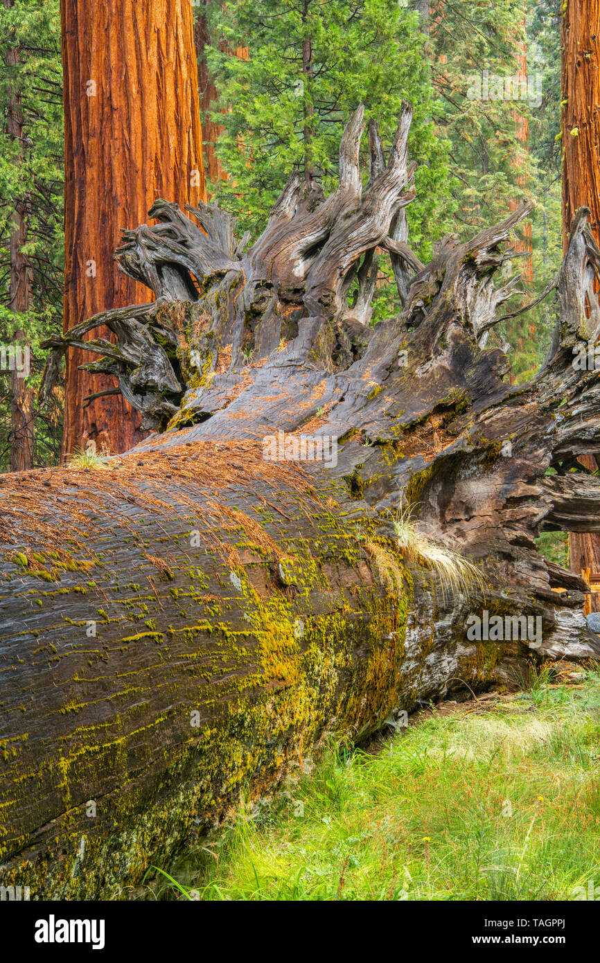 Redwood trees (Sequoiadendron giganteum), Mariposa grove, Yosemite NP, California, USA, by Bill Lea/Dembinsky Photo Assoc Stock Photo