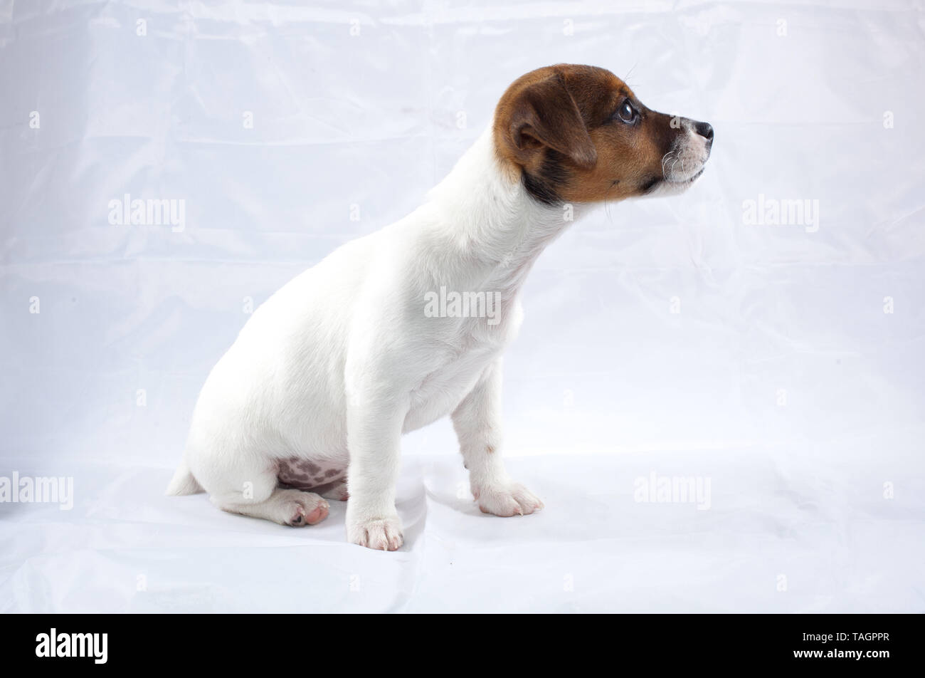 Jack Russell puppy without collar on blank background Stock Photo Alamy