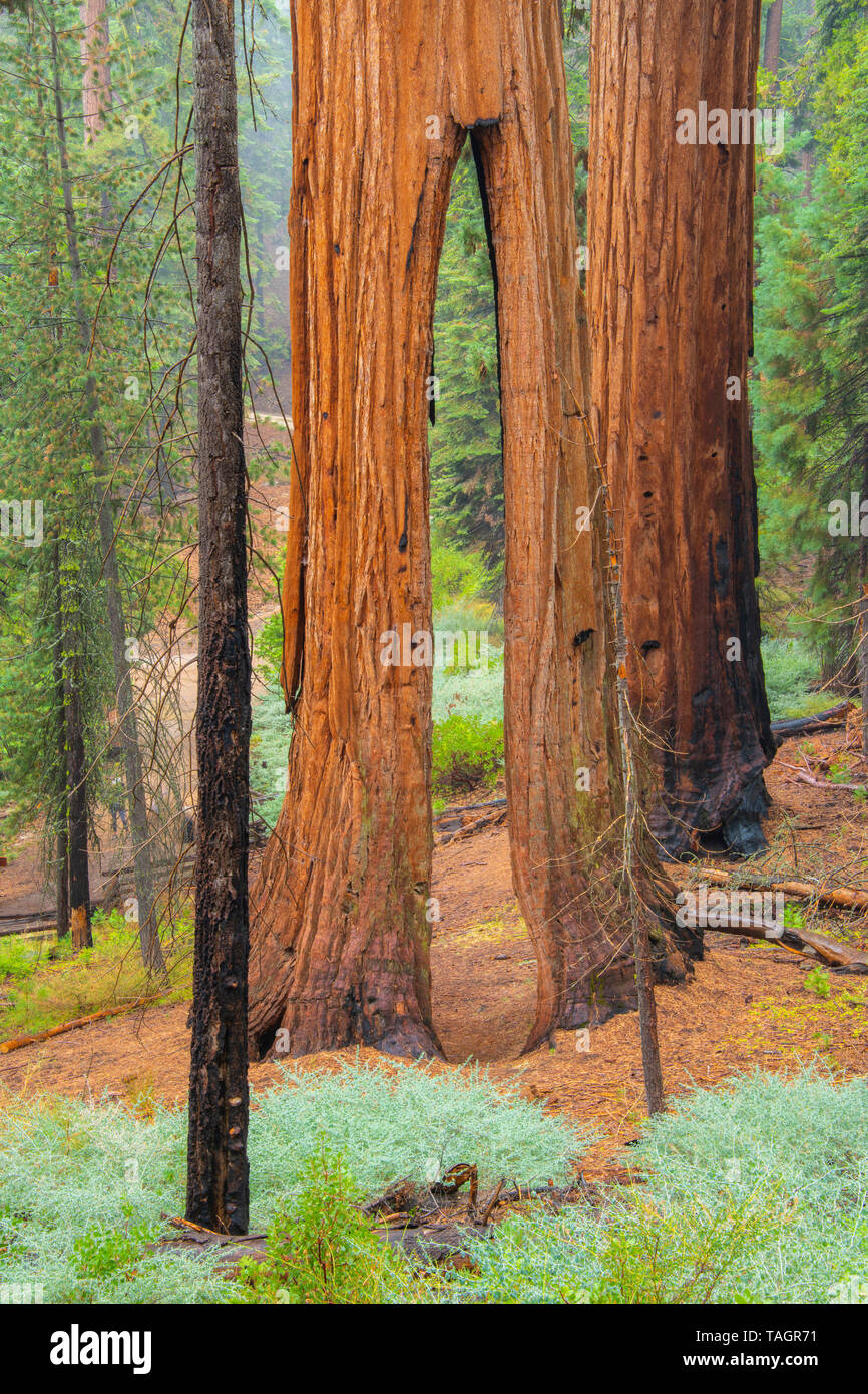Clothspin tree, Redwood trees (Sequoiadendron giganteum), Mariposa grove, Yosemite NP, California, USA, by Bill Lea/Dembinsky Photo Assoc Stock Photo