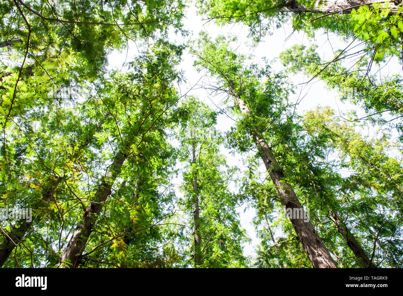 Dawn redwood china hires stock photography and images Alamy