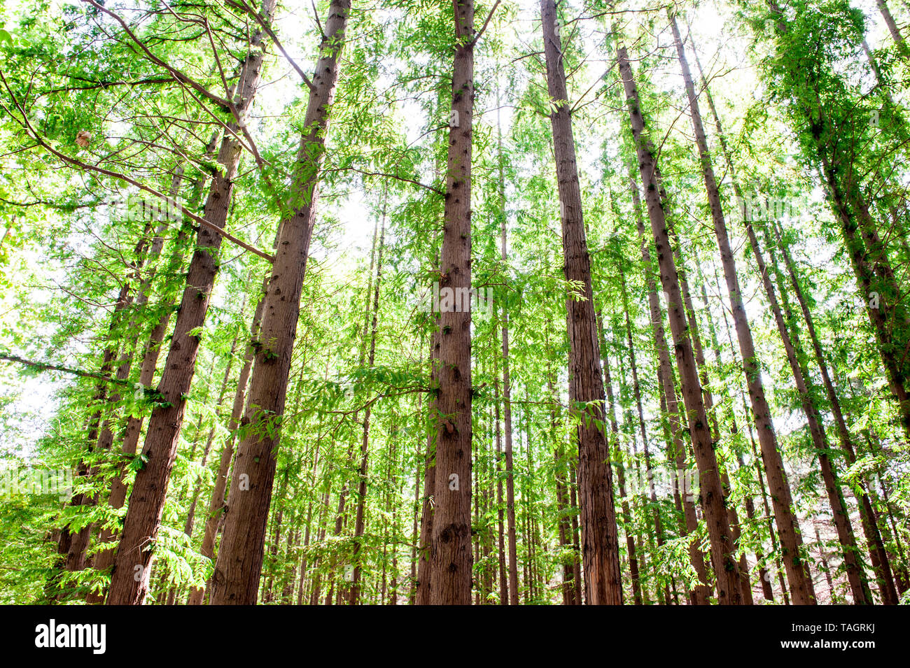 Dawn redwood china hires stock photography and images Alamy
