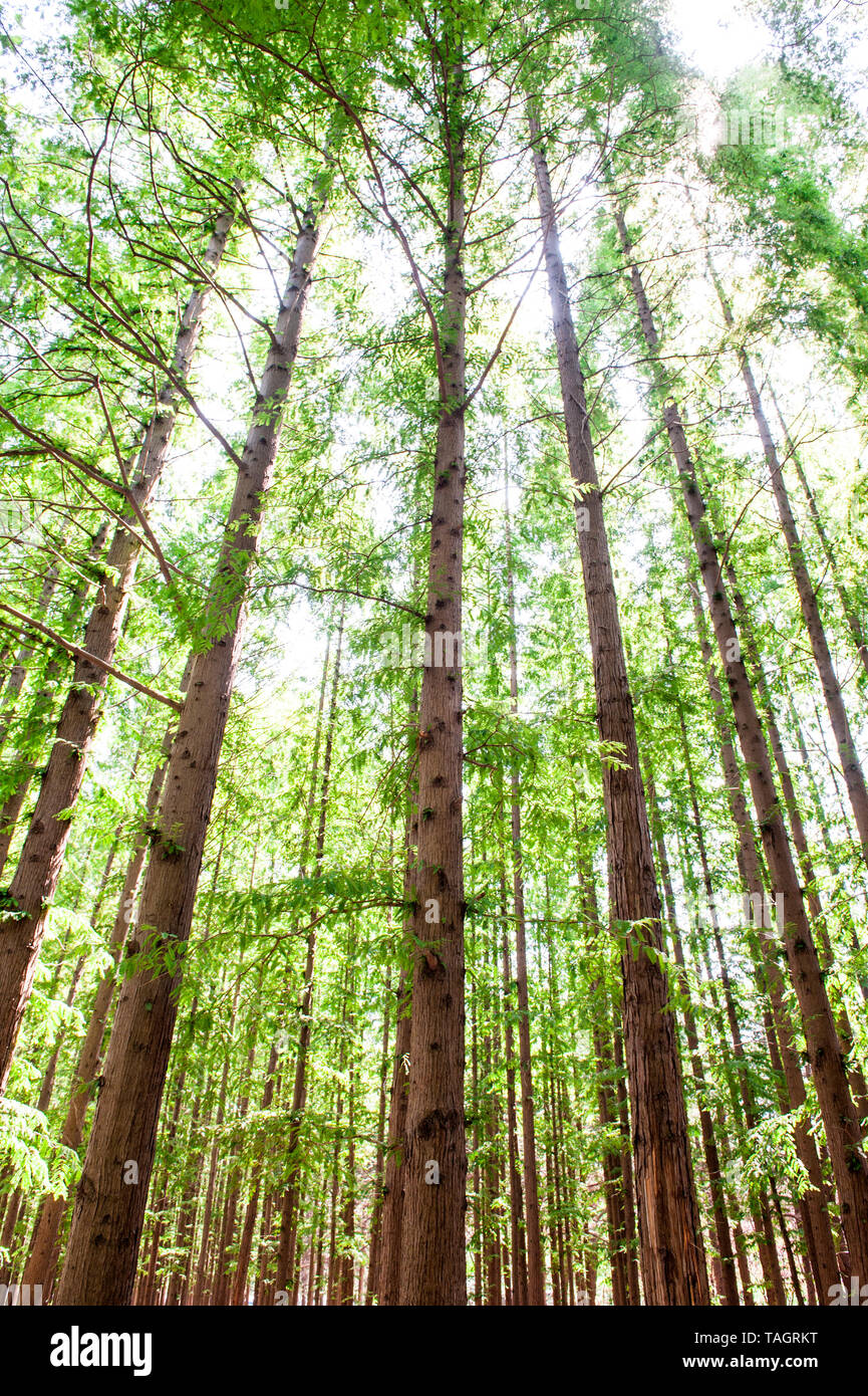 Dawn redwood china hires stock photography and images Alamy