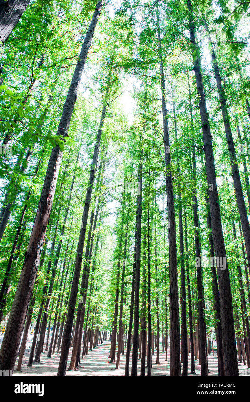 Dawn redwood china hires stock photography and images Alamy