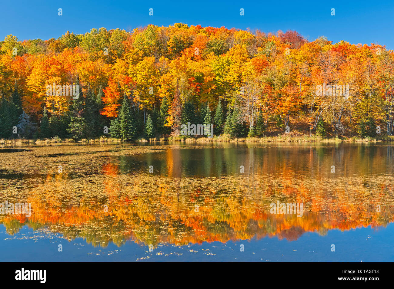 Deciduous forest in autumn colors on shore of Paudash Lake, Paudash Lake, Ontario, Canada Stock Photo