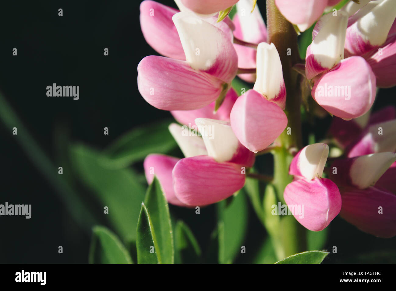Elegant clusters of large hi-res stock photography and images - Alamy