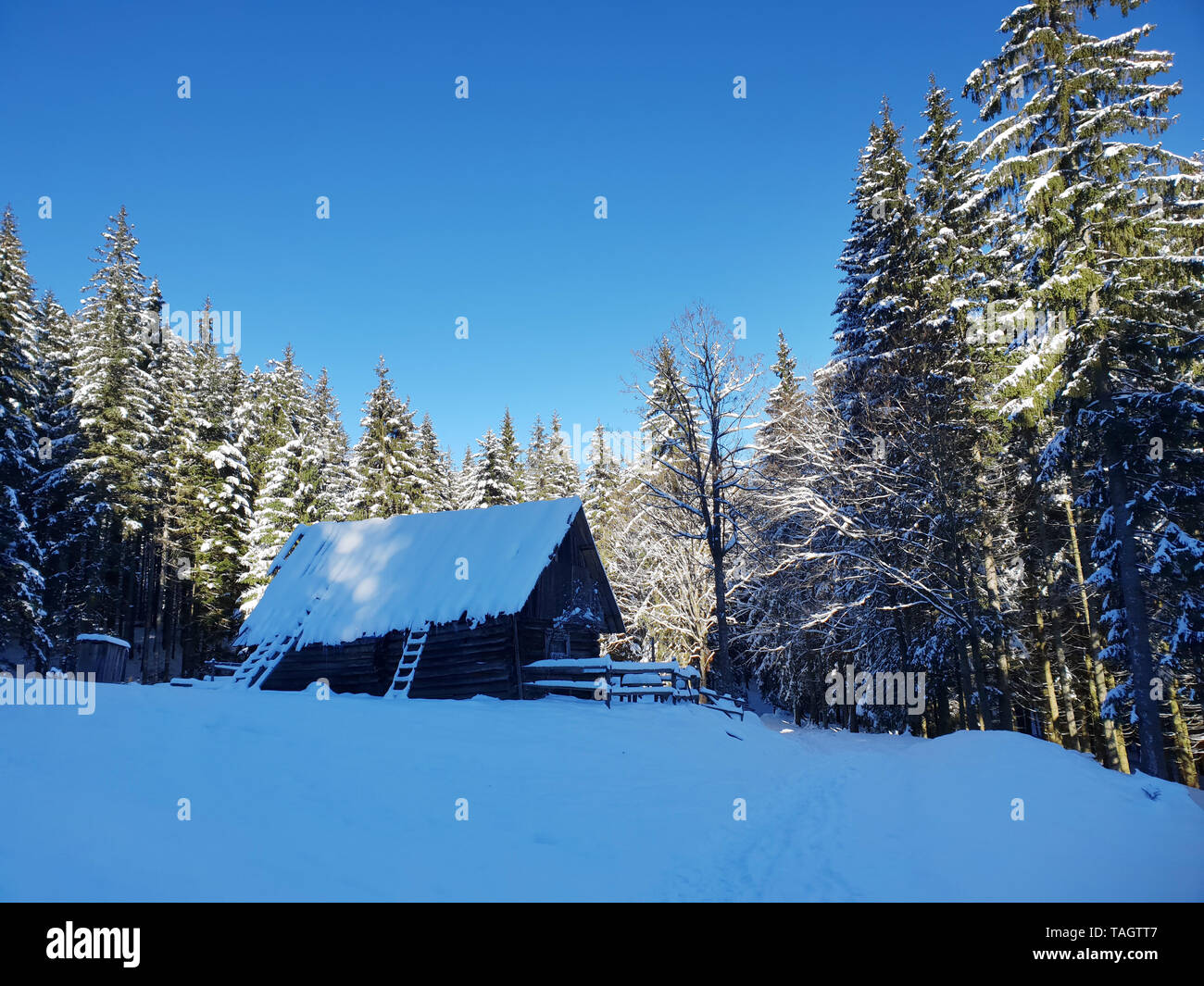 Beautiful winter landscape. Green firs and wooden house covered with ...