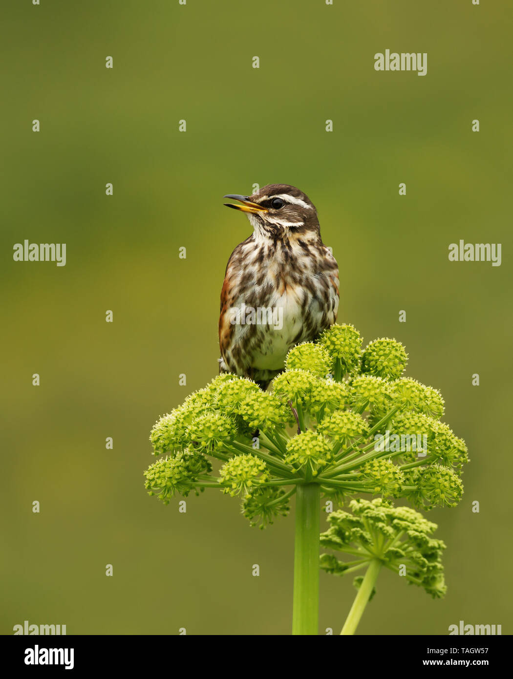 Close up of a Redwing (Turdus iliacus) perched on a flower, Iceland. Stock Photo