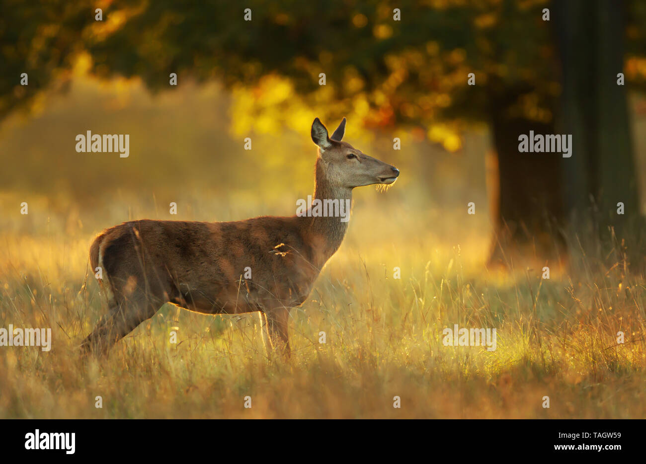 Red deer hind at sunrise, UK Stock Photo Alamy