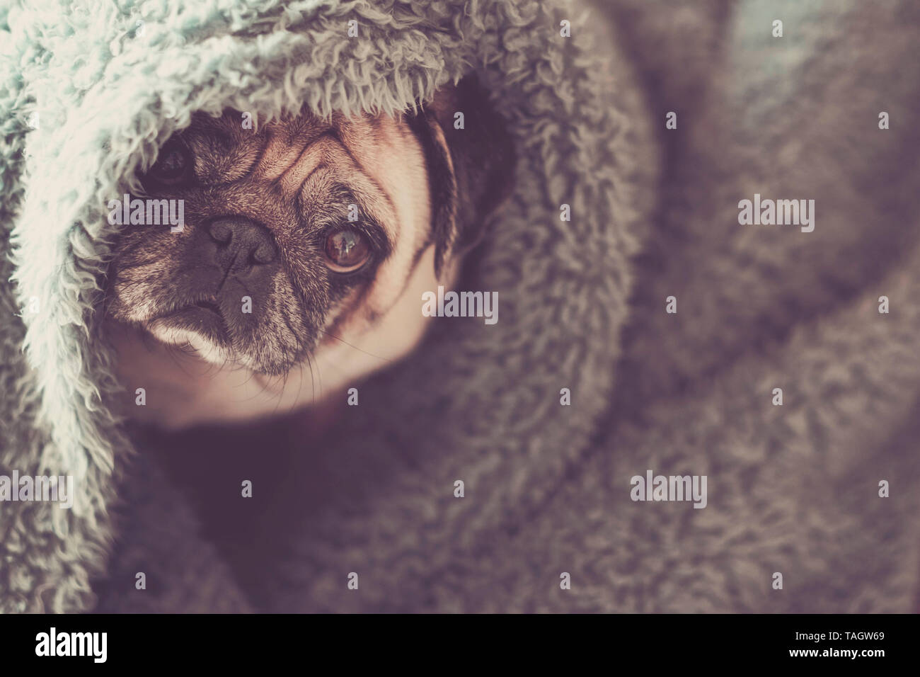 Protection and hidden dog concept with nice funny pug under blue cover at home canine lazy lifestyle and animal portrait Stock Photo