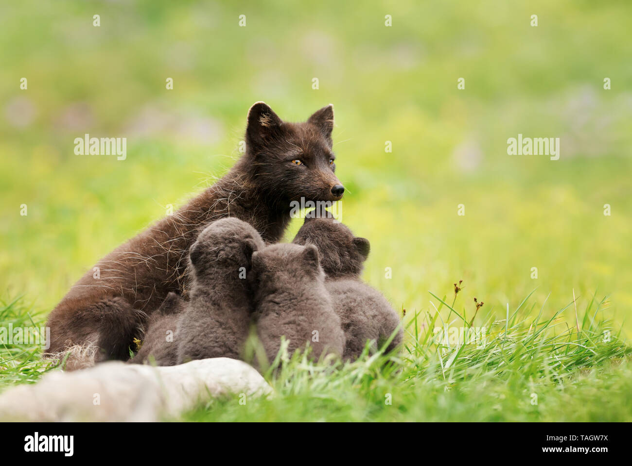 Female Arctic fox with cubs in meadow, Iceland. Stock Photo