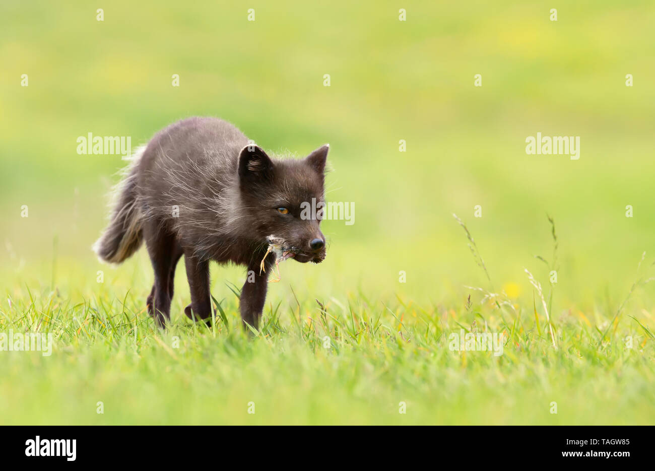 Close-up of an Arctic fox (Vulpes lagopus) carrying a dead bird in mouth, Iceland. Stock Photo