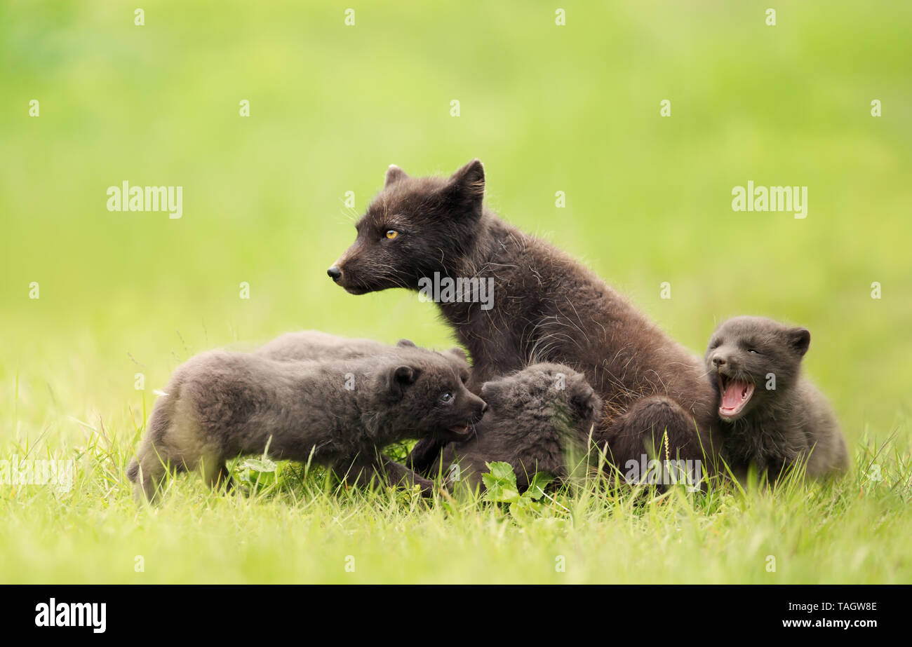 Arctic fox mum with playful cubs, Iceland. Stock Photo