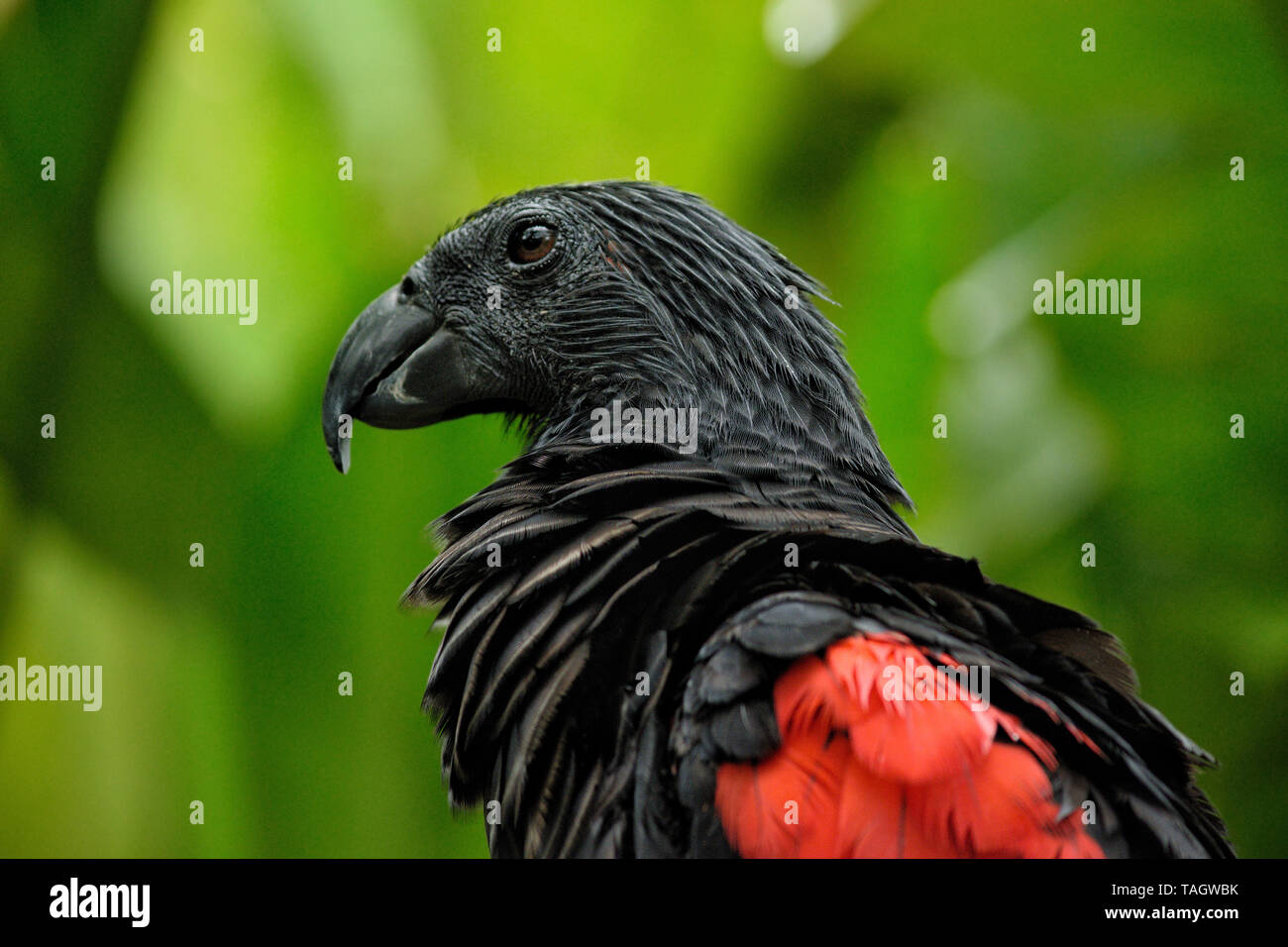 Pesquet's parrot (Psittrichas fulgidus) at Bali Bird Park, Batubulan, Gianyar Regency, Bali, Indonesia Stock Photo