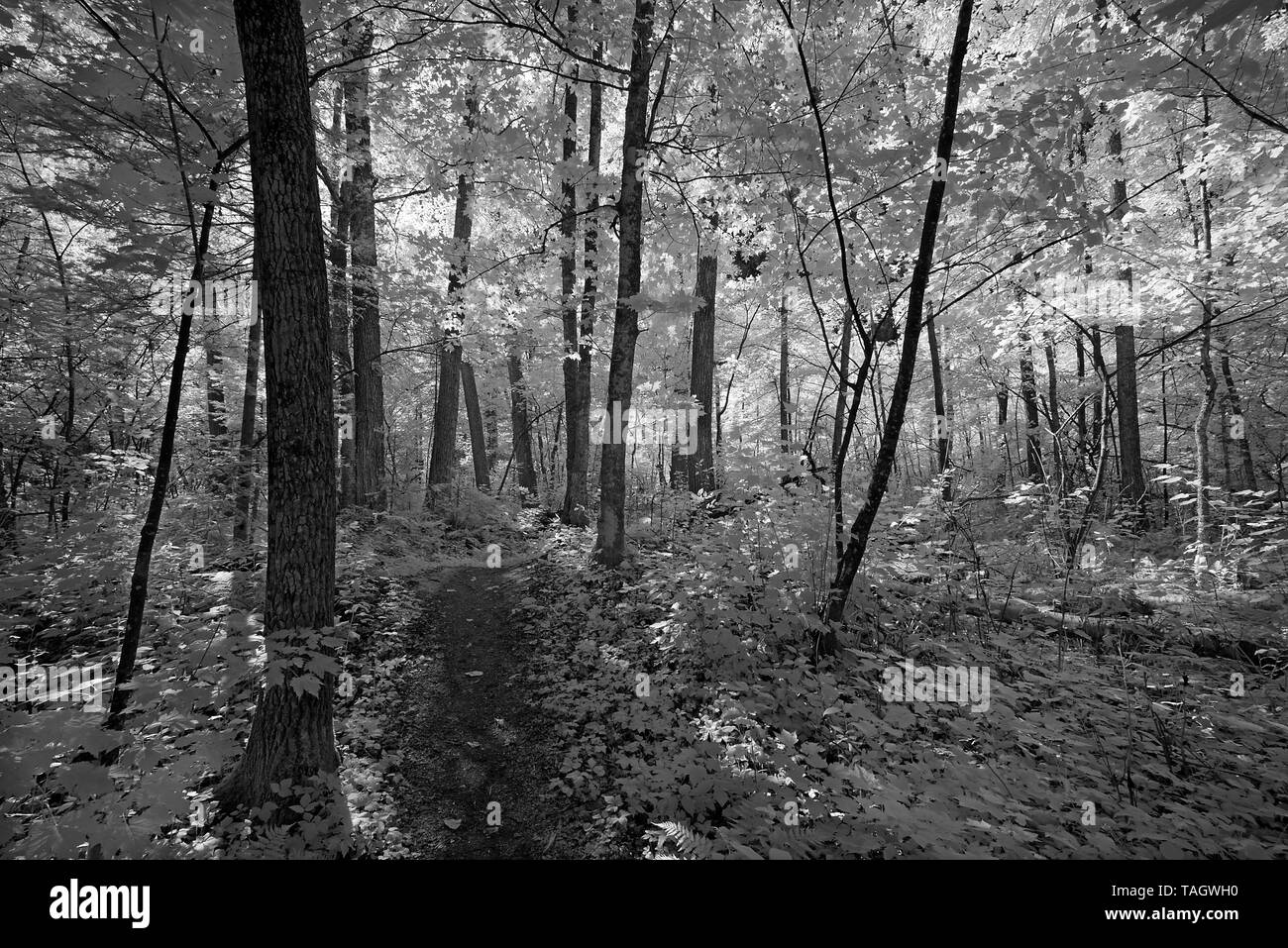 Forest landscape Parc national du Fjord-du-Saguenay Quebec Canada Stock Photo