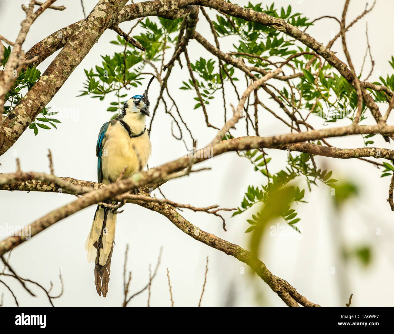 White-throated magpie-jay bird at Rincon de la Vieja National Park in Costa Rica Stock Photo
