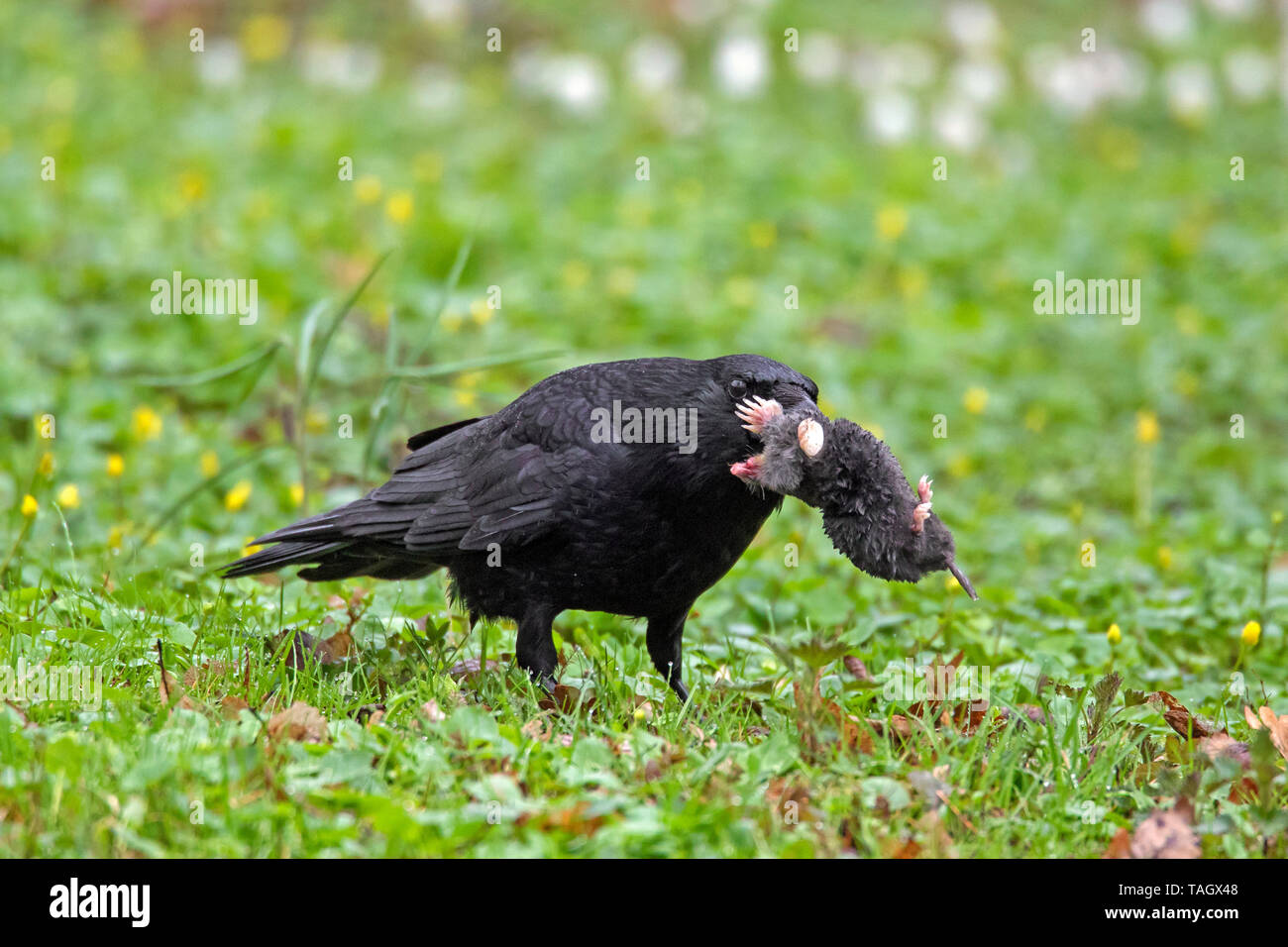 Carrion crow (Corvus corone) on the ground in grassland with dead European mole (Talpa europaea) in beak Stock Photo