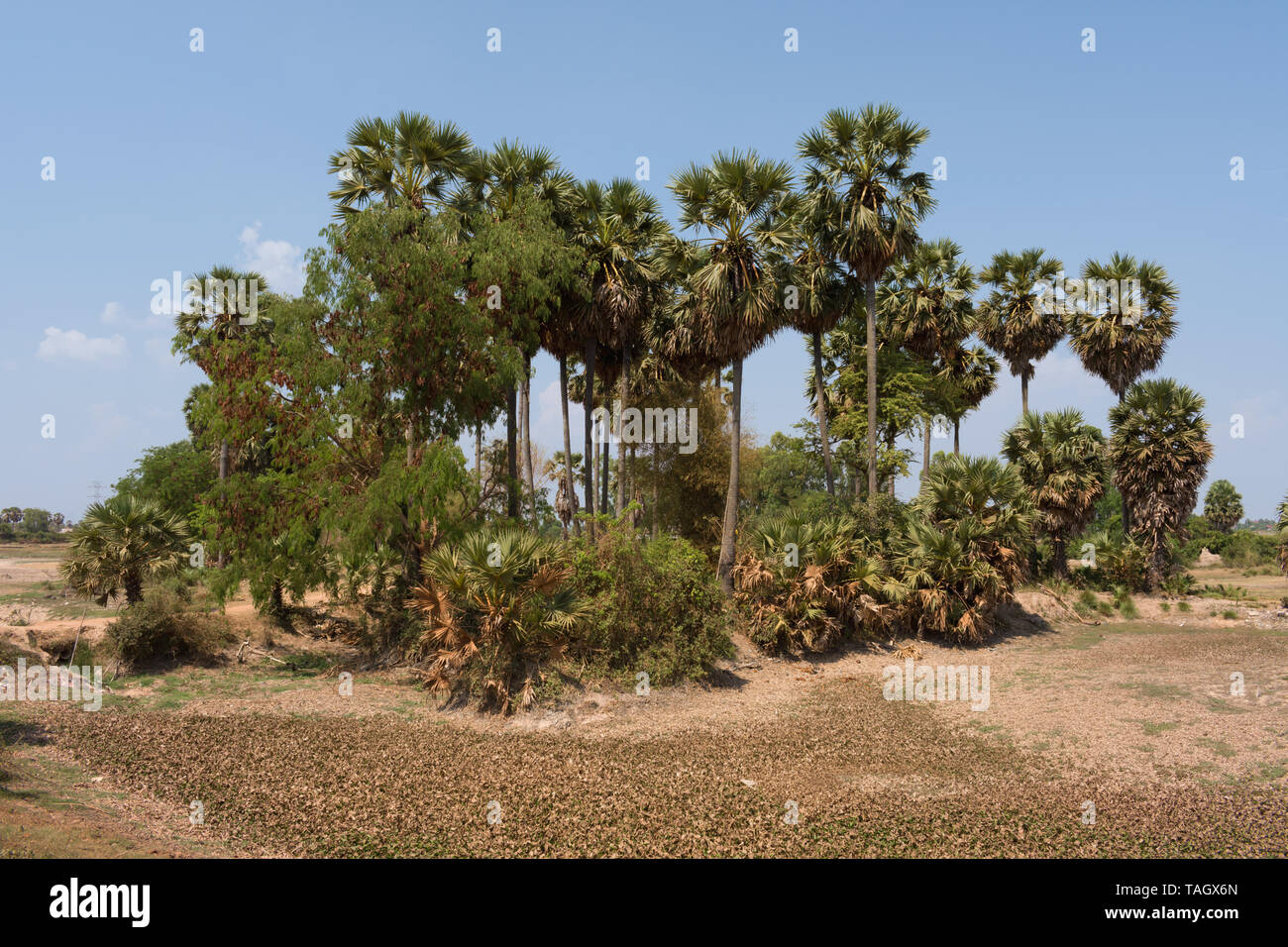 Palm Oasis in rural landscape at Battambang, Cambodia Stock Photo