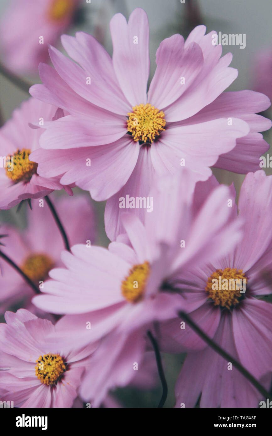 Beautiful meadow pink flowers hi-res stock photography and images - Alamy