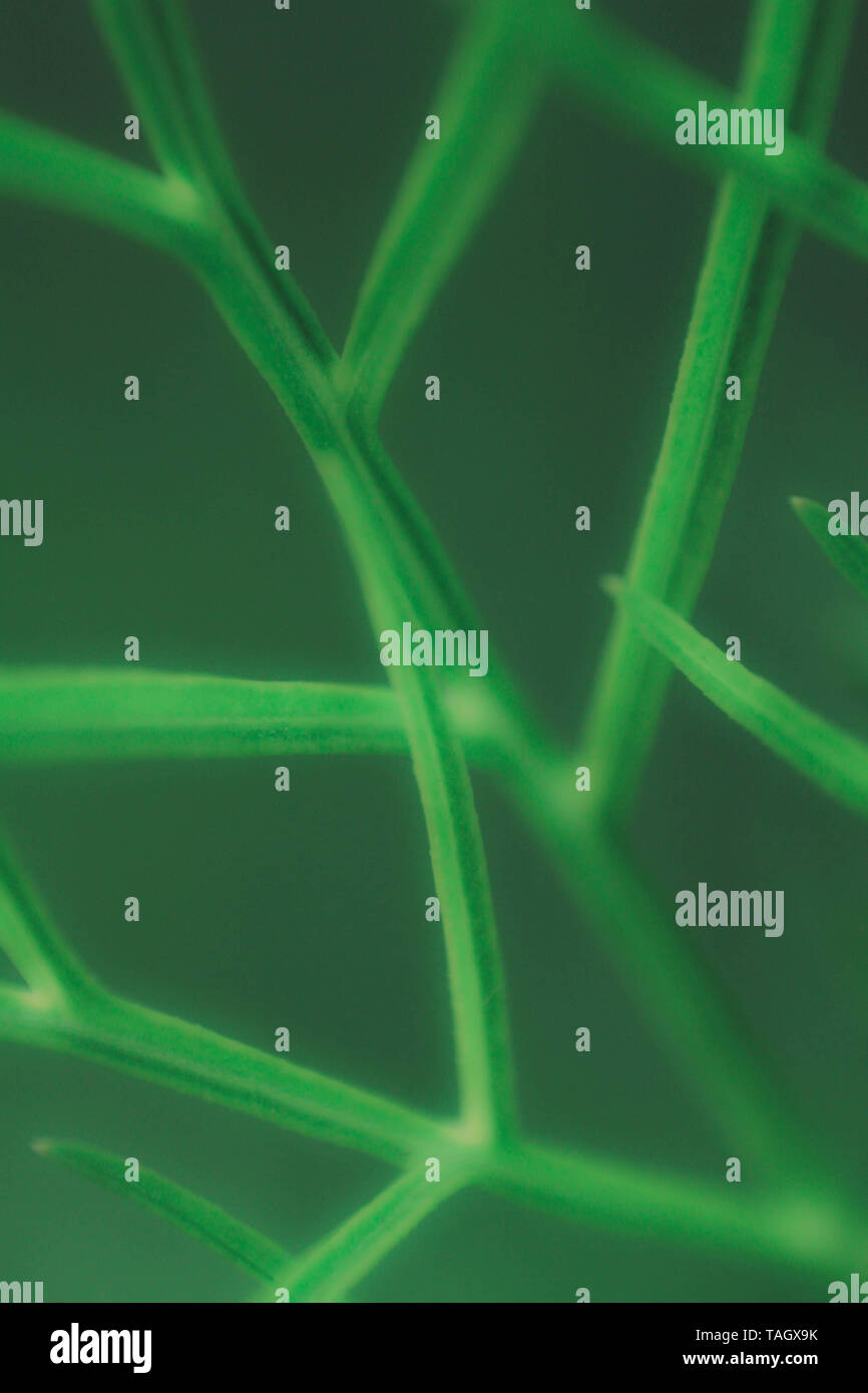 green twigs  as abstract background Stock Photo